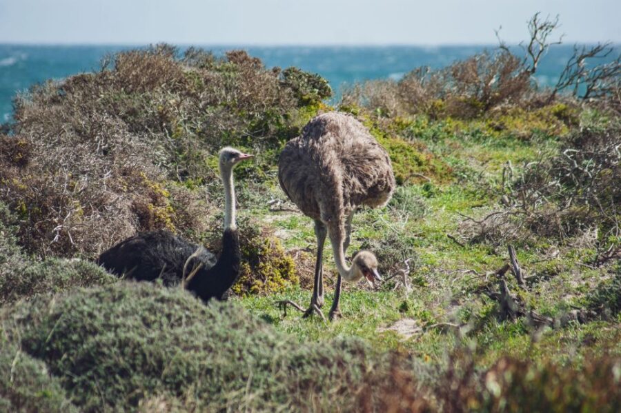 Cape Town: Full-Day Private Peninsula Tour