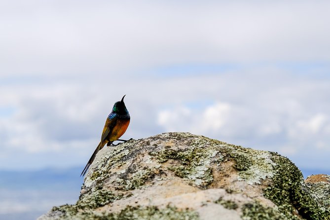 Cape Town Private Birding Tour