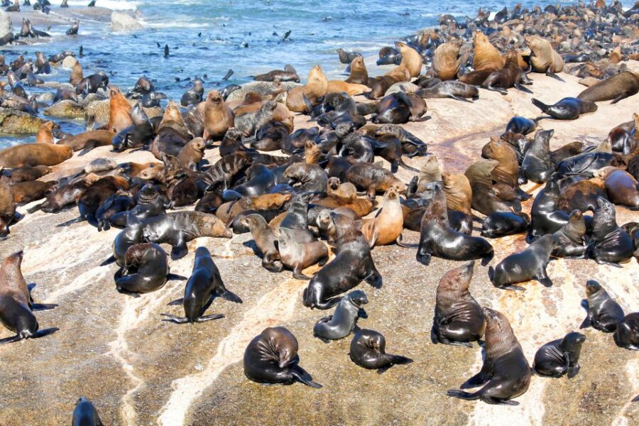Cape Town: Robben Island Ferry Ticket and Townships Tour