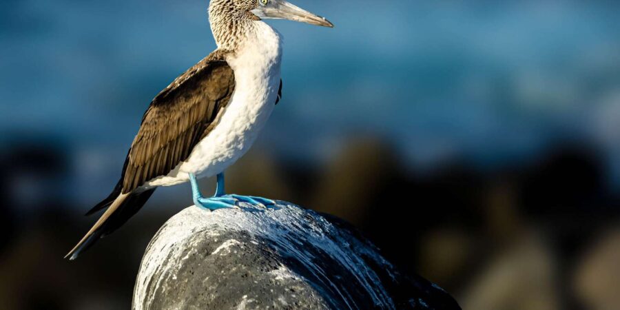 Cape Town: Robben-Island Ferry Tour & Table-Mountain