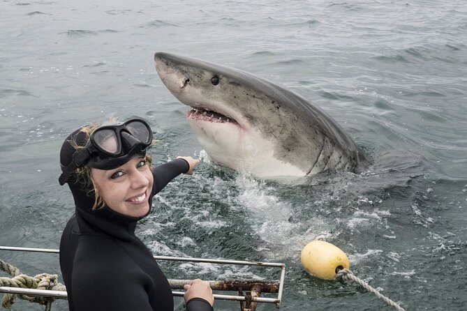 Cape Town: Shark Cage Diving & Penguins Tour to Gansbaai With Private Transfers