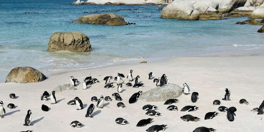 Cape Town: Table Mountain, Cape Point, Penguins Group Tour