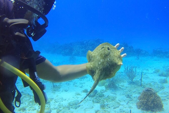 Catalina Island Diving Tour
