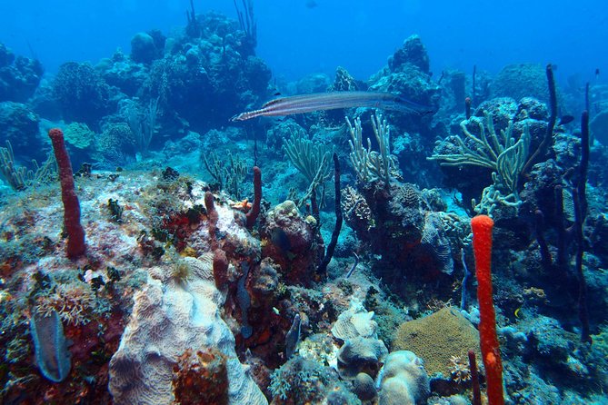Catalina Island Scuba Diving – Amazing Full Day Tour!