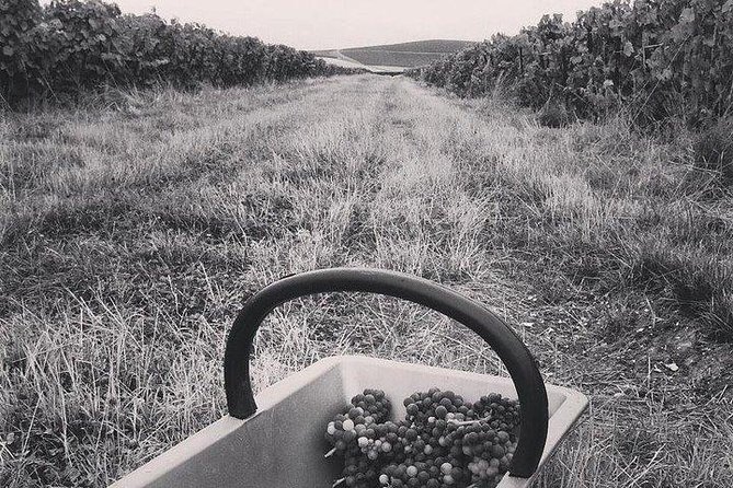 Champagne Lamiable: Stroll and Taste in the Grand Cru Champagne Vineyard