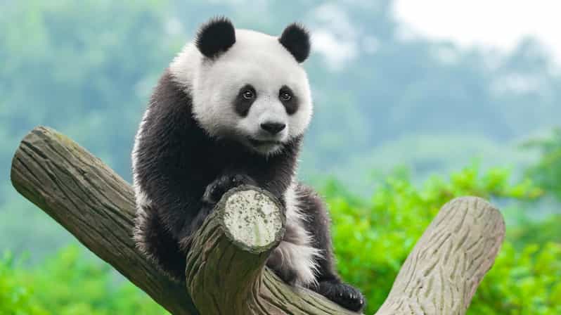 Chengdu: Dujingyan Panda Tour With Hotel Pickup