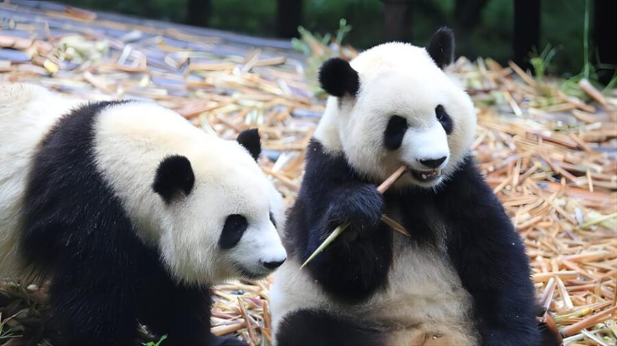 Chengdu Panda Base and Dujiangyan One-Day Private Tour