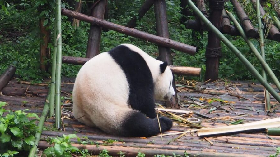 Chengdu: Private Layover Tour With Optional Duration
