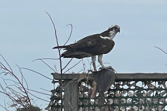Chincoteague and Assateague Birdwatching Boat Tour