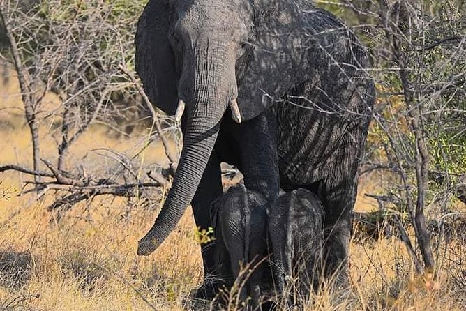 Chobe Day Trip