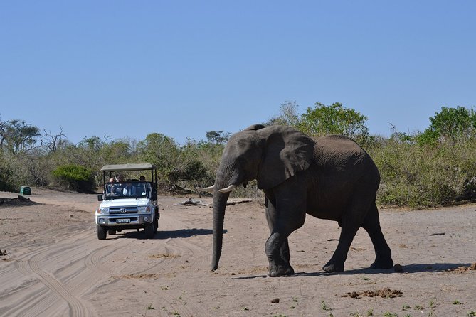Chobe Day Trip