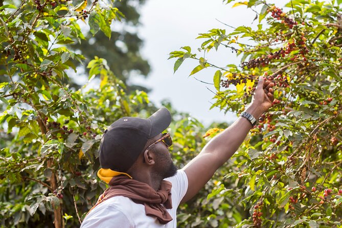 Coffee Farm Village & Factory Half Day Tour With Pick-Up - Immersive Coffee Farm Experience