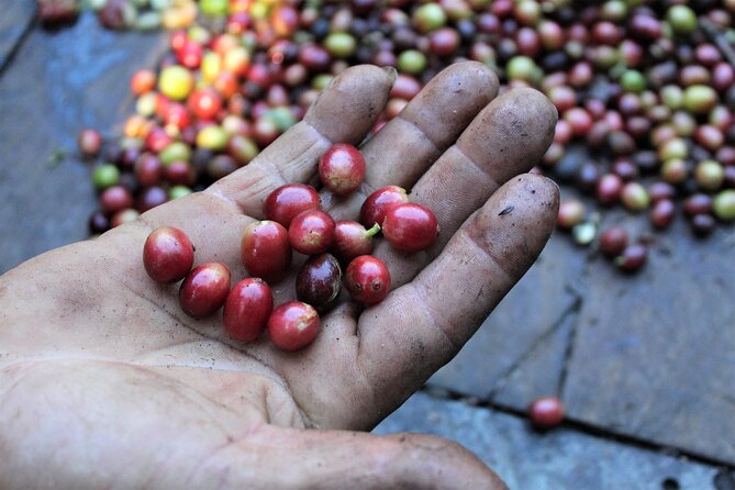 Coffee Plantation Visit and Tasting Activity in Costa Rica