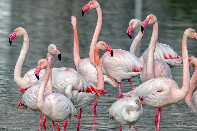 Combo: Cagliari Old Town and the Oasis of Flamingos