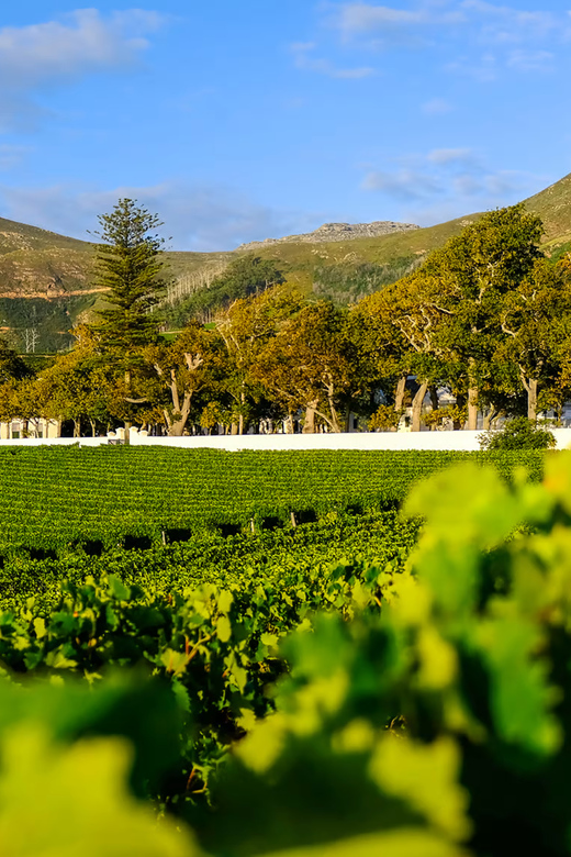Constantia Wineries & Kirstenbosch Gardens Private Day Tour