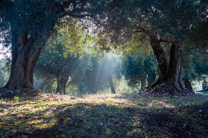 Corfu Organic Olive Oil Tasting at Family Farm - Overview of the Activity