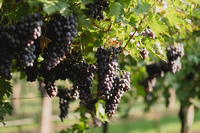 Corvina Tasting of Valpolicella Wines at the Accordini Winery