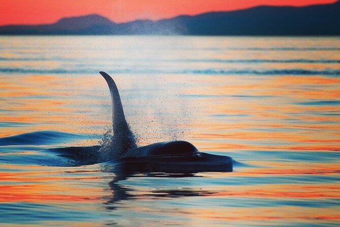 Cowichan Bay Half Day Whale & Wildlife Adventure - Tour Overview