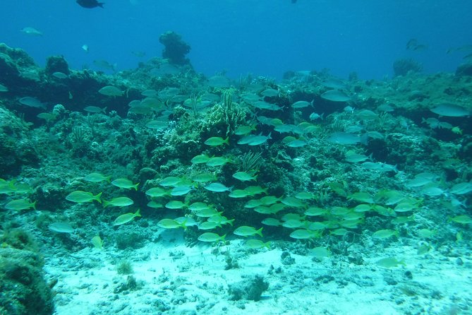 Cozumel Snorkel Tour: Coral Reefs, El Cielo & Beach (Hotel Pick Up)
