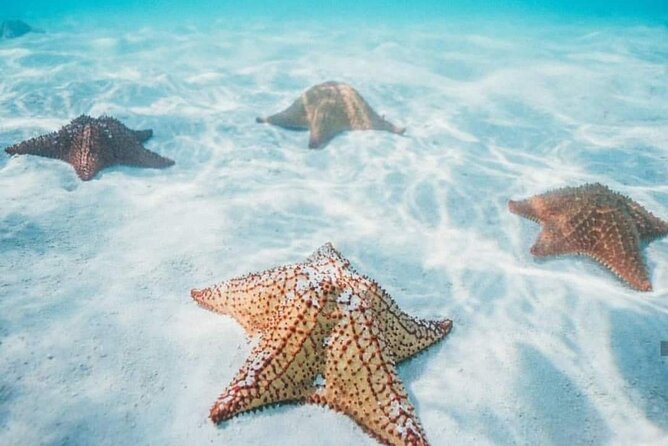 Cozumel Snorkeling Tour to Palancar Reef and El Cielo