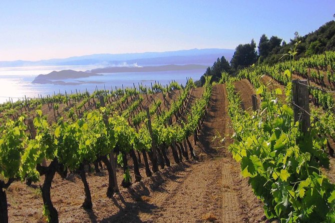 Crete Wine & Olive Oil Tour