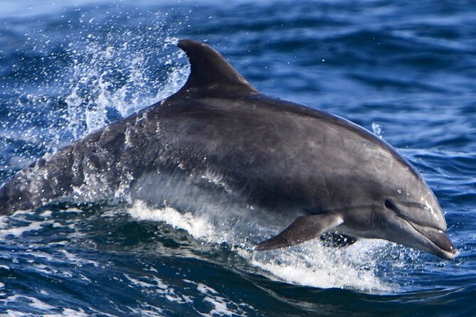 Cruise and Snorkeling With Dolphins Including Lunch From Hurghada