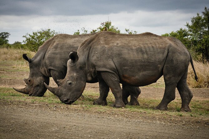 Daily Pilanesberg National Park Private Shuttle Services