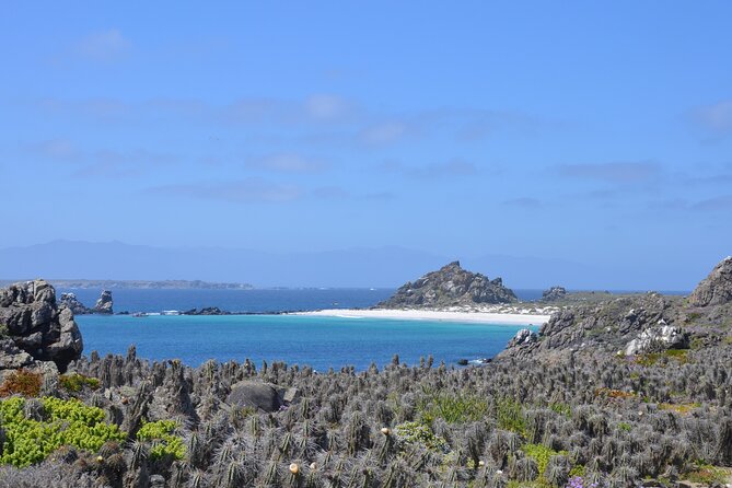 Dama Island or Chañaral Navigation Tour Humboldt Penguin Reserve