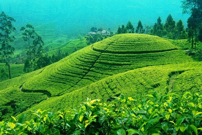 Darjeeling Tea Garden Tour