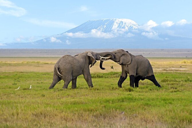 Day Tour – Amboseli National Park From Nairobi