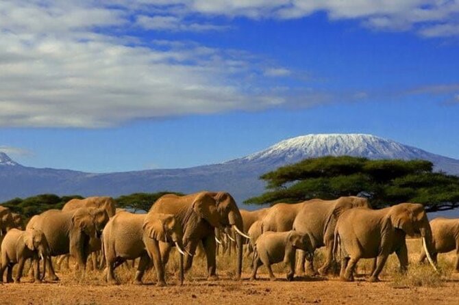 Day Tour to Amboseli National Park