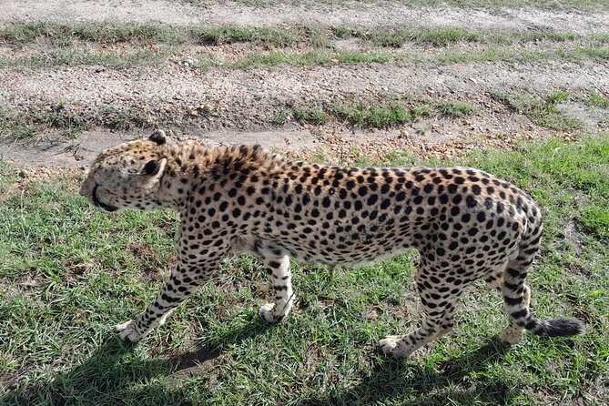 Day Tour To Amboseli National Park From Nairobi