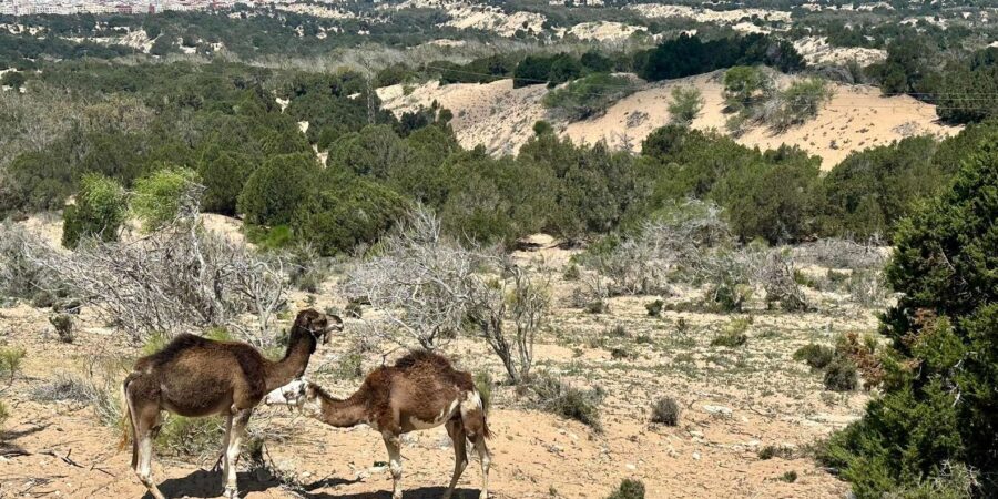 DAY TRIP ESSAOUIRA FROM MARRAKECH PRIVATE TOUR