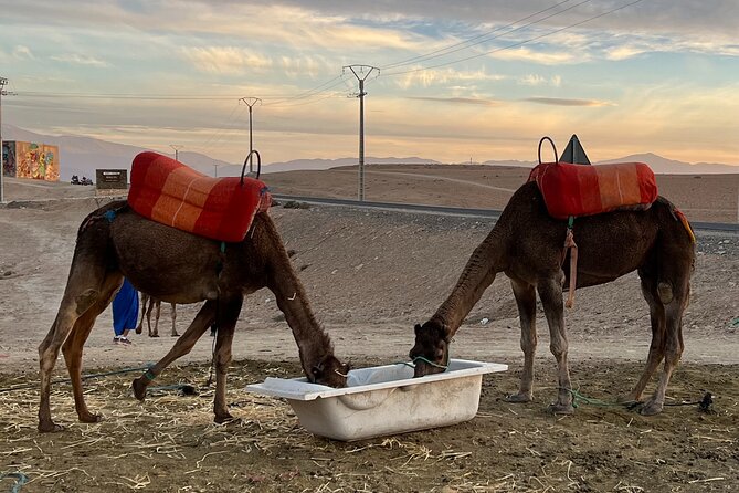 Day Trip From Casablanca to Atlas Mountain With Guide and Lunch - Overview of the Day Trip