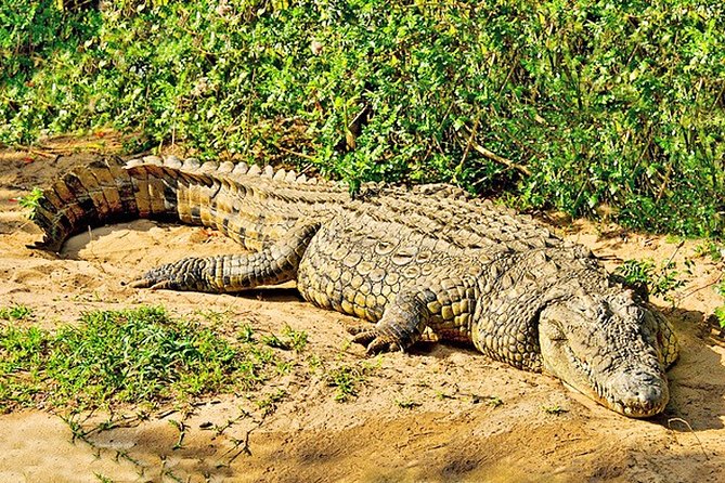 Day Trip Safari – Akagera National Park With Optional Lake Ihema Boat Safari