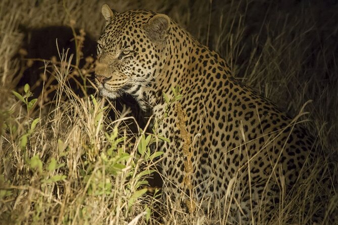 Day Trip Safari to Tarangire National Park