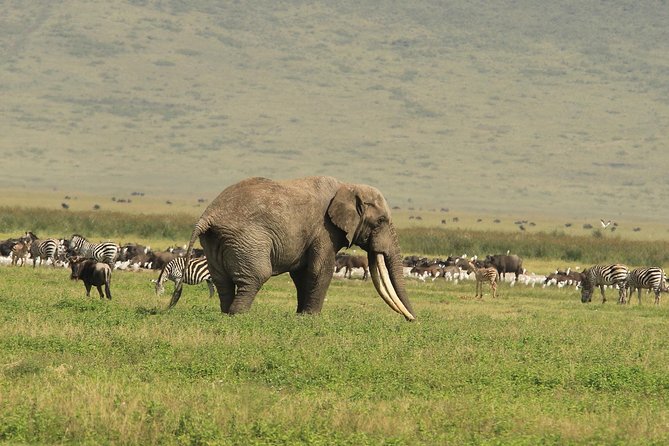 Day Trip to Ngorongoro Crater