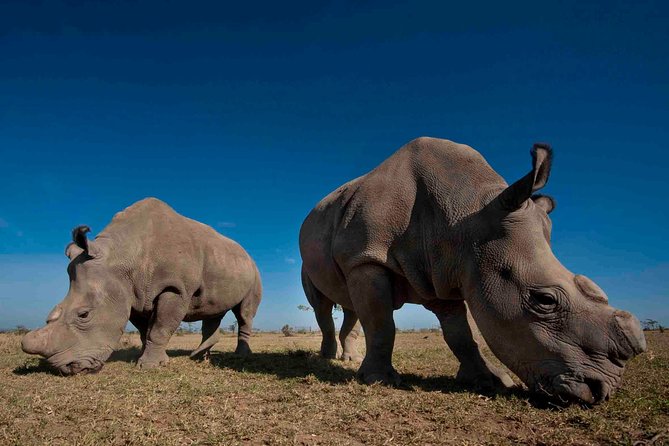 Day Trip to Ol Pejeta Conservancy From Nairobi - Overview of Ol Pejeta Conservancy
