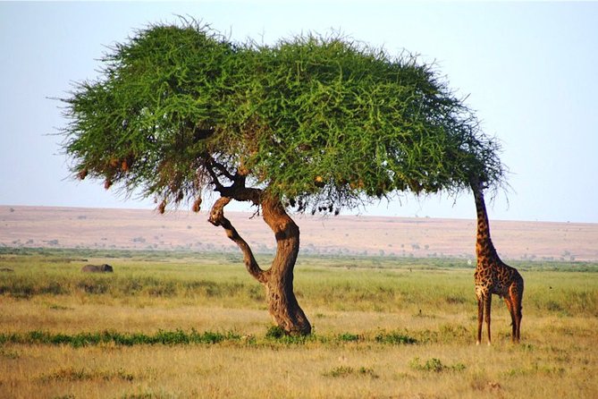 Day Trip – Tsavo East National Park ( Man Eater Lions of Tsavo & Other Big Five)