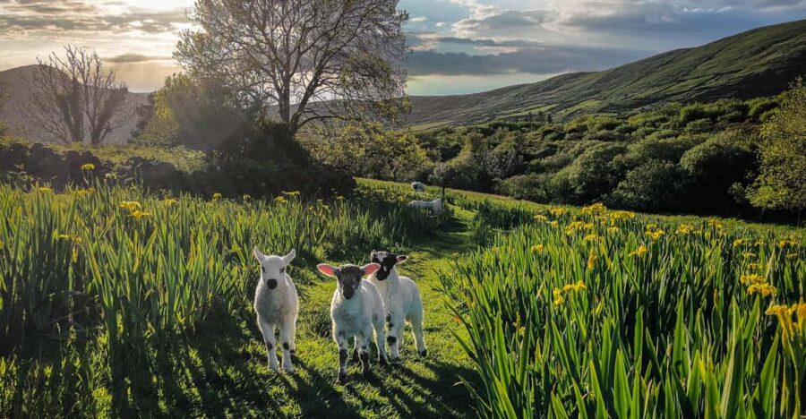 10 Best Tours In Kerry