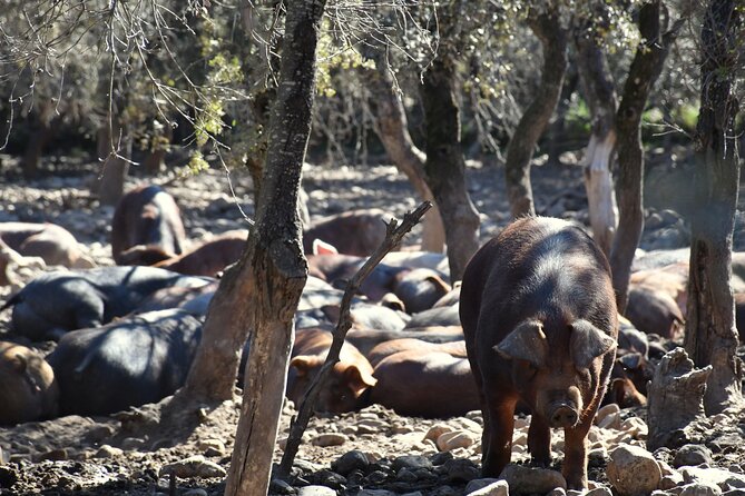 Discover and Tasting How Jamón Iberico Is Made