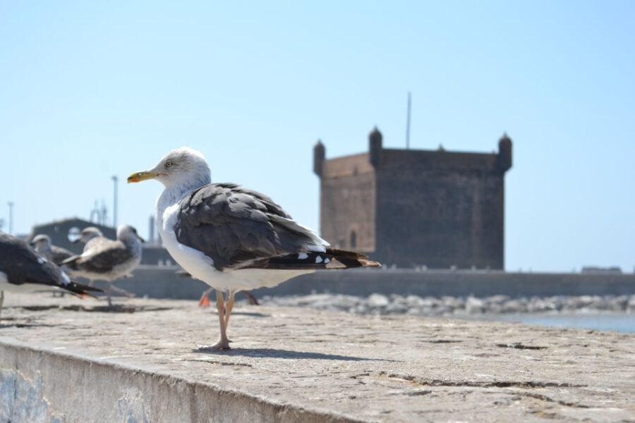 Discover Essaouira: a Day Tour From Marrakech