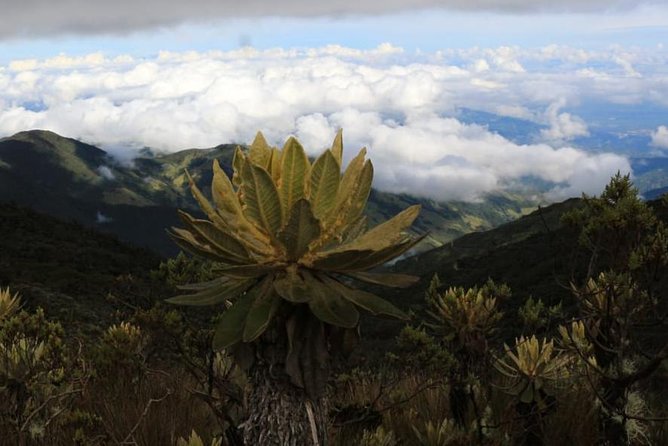 Discover Frailejones in Los Nevados National Natural Park (2 Days)