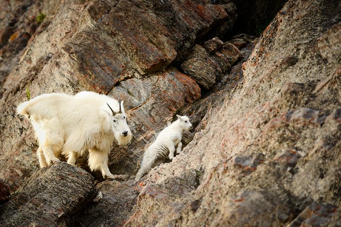 Discover Jasper and Its Wildlife - Overview of Jasper National Park
