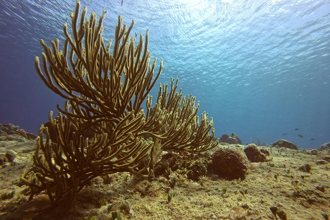 Discover Scuba Diving