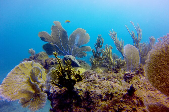 Discover Scuba Diving - DSD - Inclusions and Program Details