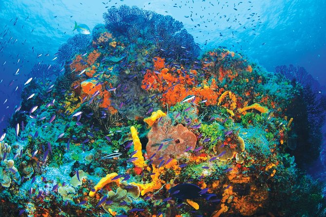Discover Scuba Diving – One Tank at Coral Reef