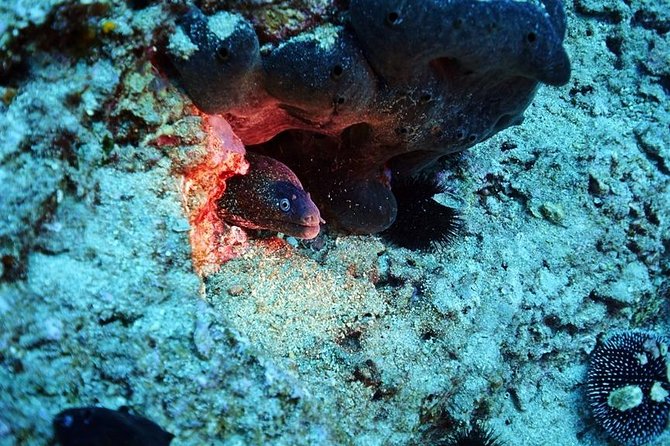 Discover Scuba Diving Private Activity in Athens - Meeting and Pickup
