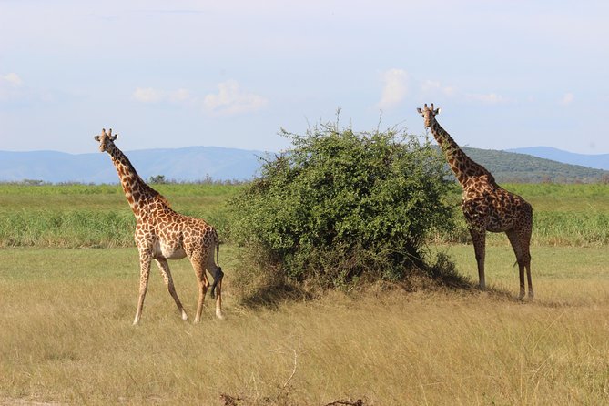 Discover the Beauty of Rwanda in 12Days