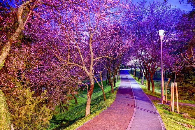 Discover Timisoara by Bicycle